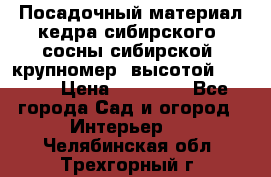 Посадочный материал кедра сибирского (сосны сибирской) крупномер, высотой 3-3.5  › Цена ­ 19 800 - Все города Сад и огород » Интерьер   . Челябинская обл.,Трехгорный г.